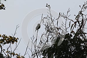 A silhouette of a bird in the dark. It perched upon a small tree in the dawn
