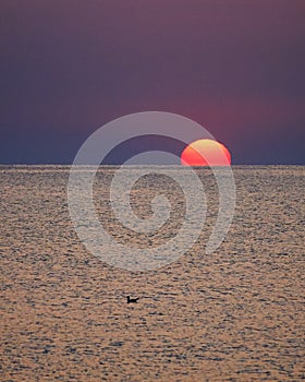 Silhouette bird drifting on the sea in the sunrise light