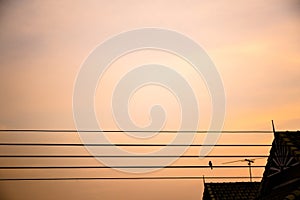 Silhouette of a bird on electrical wire