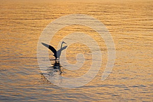 A silhouette of a bird is fishing in sunset sea.