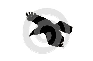 Silhouette of a bird in flight