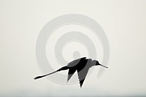 Silhouette of a bird flying on a clear evening