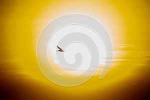 silhouette of a bird flying in front of the sun