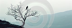 Silhouette of a bird on a leafless tree with misty mountains in the background