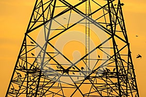 Silhouette of bird perched on high voltage post,High voltage tower sky sunset background