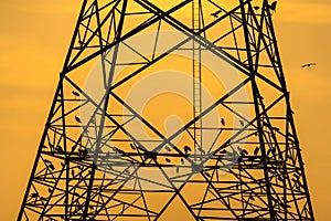 Silhouette of bird perched on high voltage post,High voltage tower sky sunset background