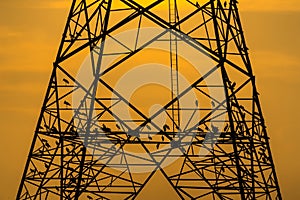 Silhouette of bird perched on high voltage post,High voltage tower sky sunset background