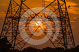 Silhouette of bird perched on high voltage post,High voltage tower sky sunset background