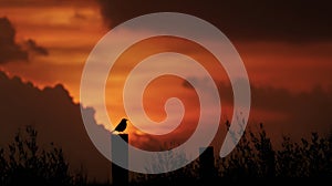Silhouette Of A Bird Perched On A Post Against A Vibrant Sunset. Tranquil Evening Scene
