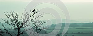 Silhouette of a bird perching on a bare tree branch with a misty landscape backdrop