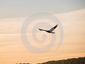 Silhouette of a bird of prey against the sky