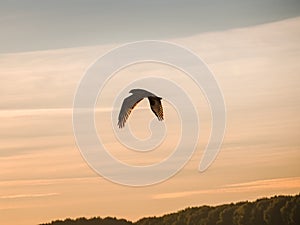 Silhouette of a bird of prey against the sky