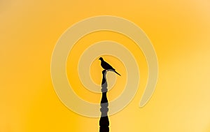 Silhouette Bird on roof stick tops on yellow sky