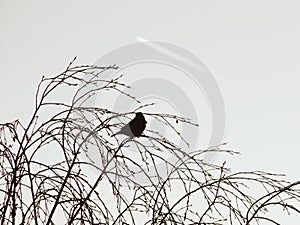 Silhouette of a bird sitting on the birch trees against the sky