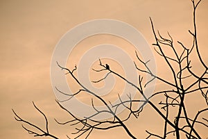 Silhouette of bird sitting on the brances of dried tree during