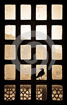 Silhouette of a bird sitting on a patternlike window in India