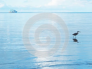 Silhouette bird standing in the blue sea