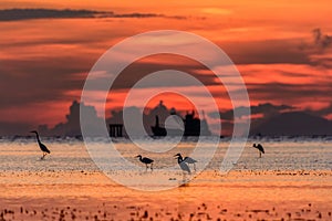 Silhouette of bird standing on sea at sunrise