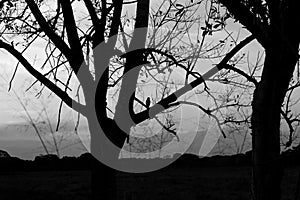 Silhouette of a bird in a tree at sunset