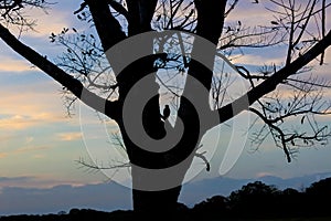 Silhouette of a bird in a tree at sunset