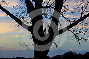 Silhouette of a bird in a tree at sunset