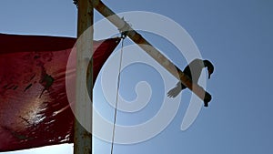 Silhouette of bird in wind with red flag and sun