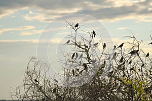 Silhouettes of black birds 03 photo