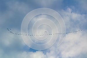 Silhouette of birds flock flying on cloudy sky. Migrating animals