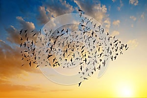 Silhouette of birds flying in arrow formation.