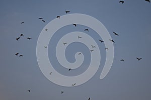 Silhouette of birds flying over the bluet sky at sunset. Birds flying. The freedom of birds in nature.