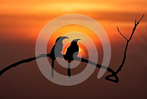 Silhouette of birds, hornbill silhouette