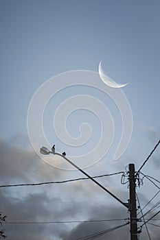 Silhouette of birds perched on a light pole