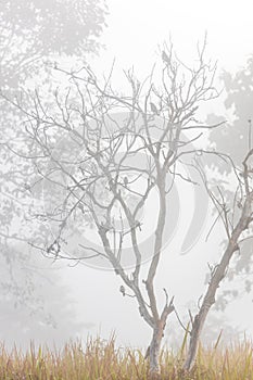 Silhouette birds sitting on a dead standing tree in fog during winter season