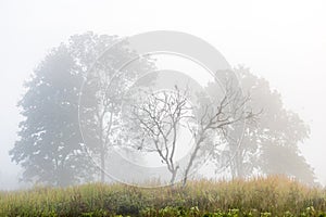 Silhouette birds sitting on a dead standing tree in fog during winter season