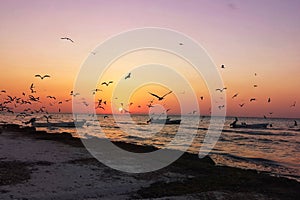 Silhouette of birds at sunset on a tropical island with boats on water