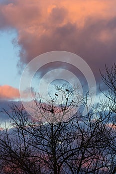 Silhouette of birds on the tree with no leaves at winter with sunset colourful clouds in the background