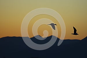 silhouette of a birds. Two seabirds flying together at sunset.