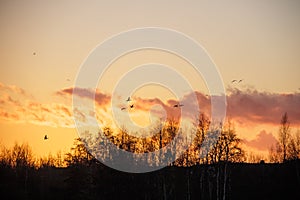 Silhouette of birds wildfowl geese flying off to roost at sunset