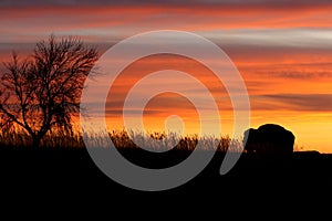Silhouette of bison and tree at sunset.