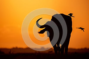 Silhouette of a bison and trees on a field at sunset
