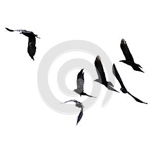 Silhouette of black birds of starlings and rooks flying in a flo