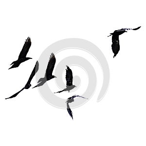 Silhouette of black birds of starlings and rooks flying in a flock in the distance on a white isolated background