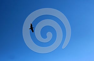 The silhouette of a black crow against the blue sky,Soaring movement