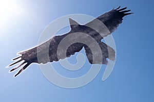 Silhouette of a black crow on a transparent surface against the blue sky and the sun.