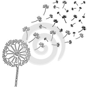 Silhouette of a black dandelion on a white background. Black dandelion seeds flutter in the wind. eps 10