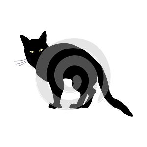 Silhouette of Black evil Cat
