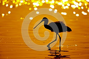 Silhouette of Black-faced Spoonbill (Platalea minor) seeking food in sea with twilight