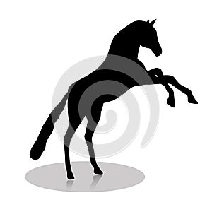 Silhouette of black horse