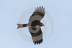 Silhouette of black kite milvus migrans in flight in blue sky