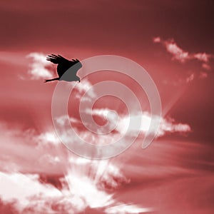 Silhouette of Black Kite, Spread Wings Flying In The Bright Sunset Sky